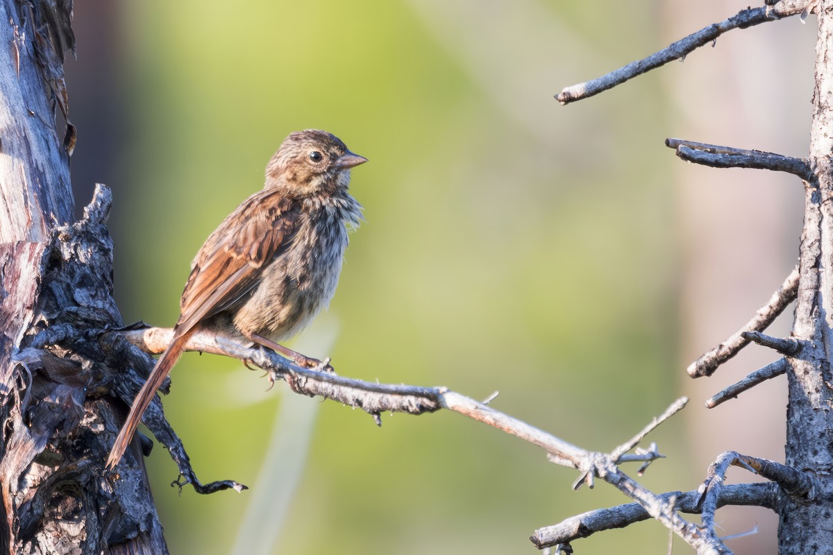 Song Sparrow (montana/merrilli) - ML621378421