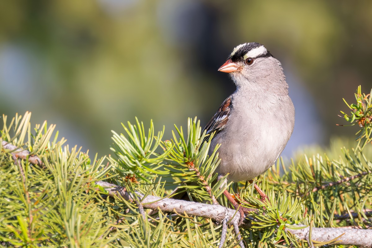 White-crowned Sparrow - ML621378431