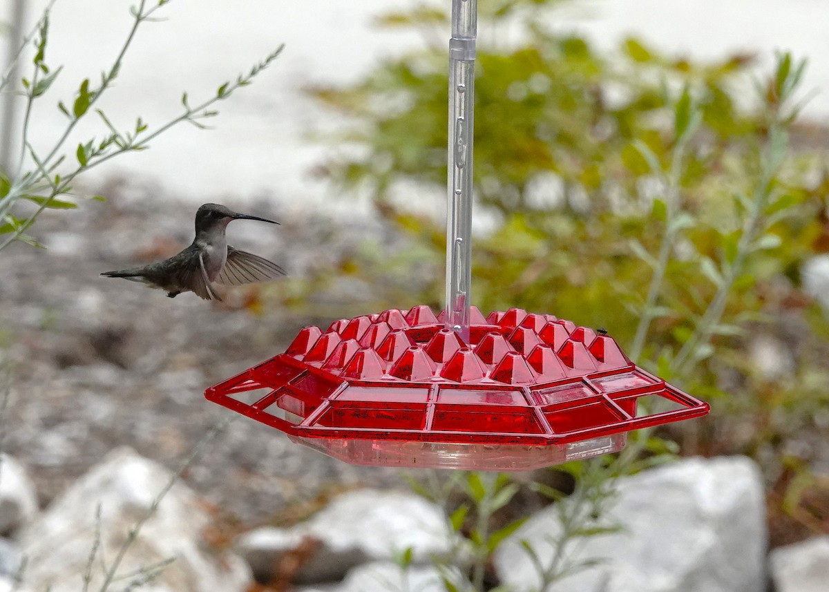 Ruby-throated Hummingbird - ML621378459