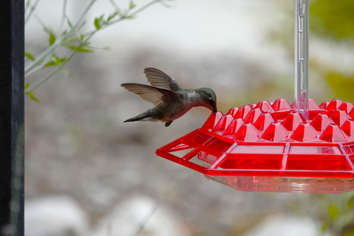 Ruby-throated Hummingbird - ML621378468