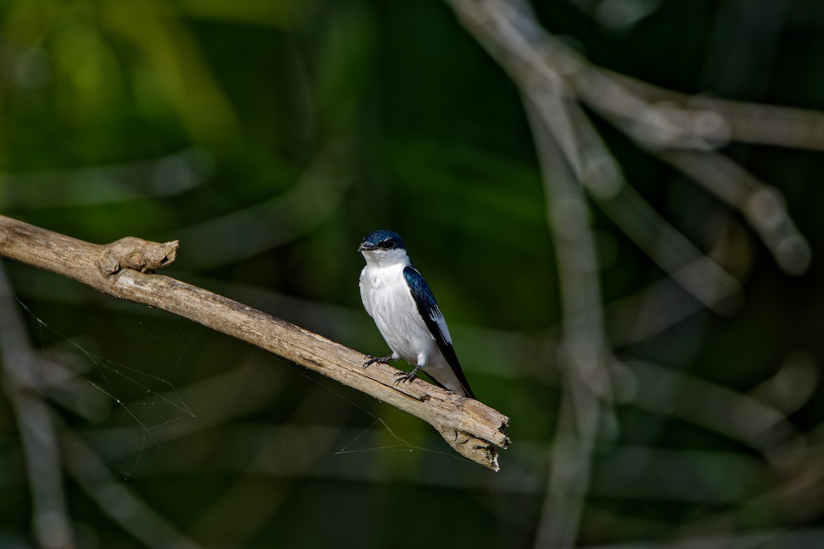 White-winged Swallow - ML621378472