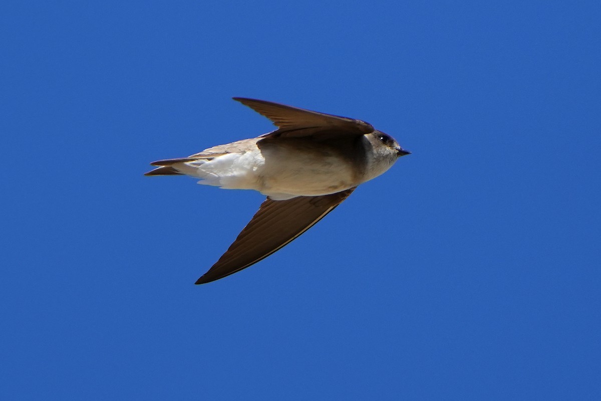 Pale Martin - ML621378473