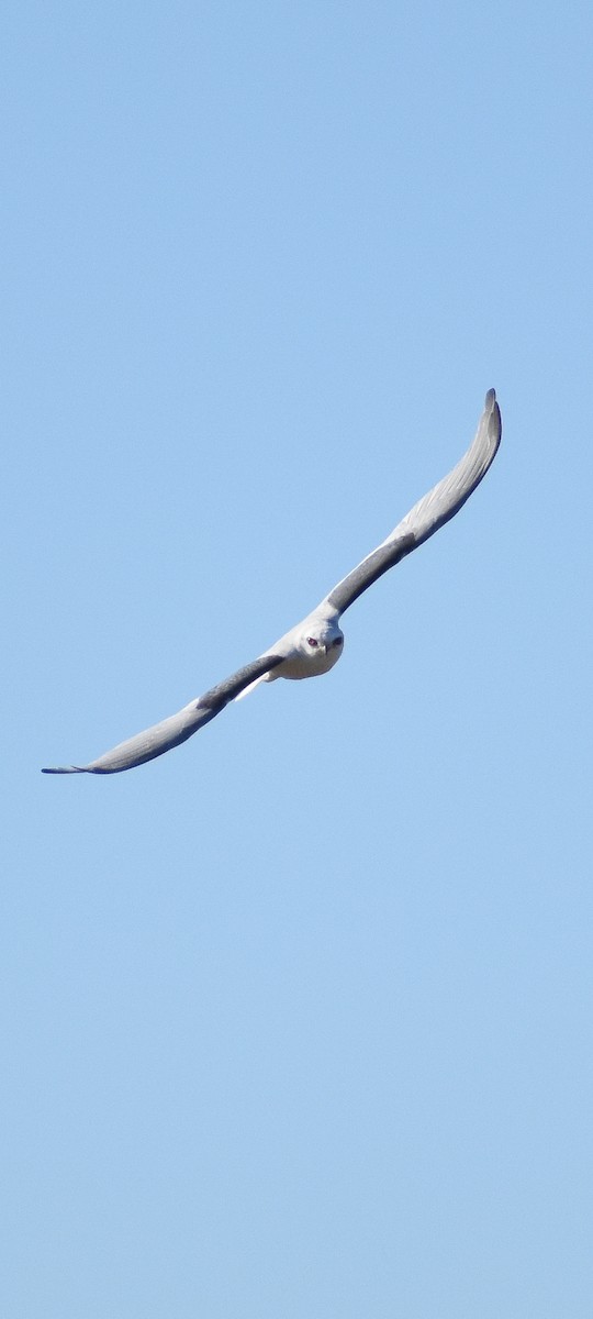 White-tailed Kite - ML621378477