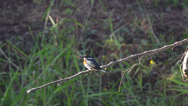 Green Kingfisher - ML621378489