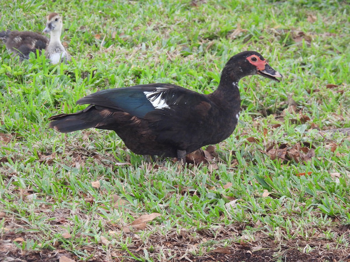 Muscovy Duck (Domestic type) - ML621378493
