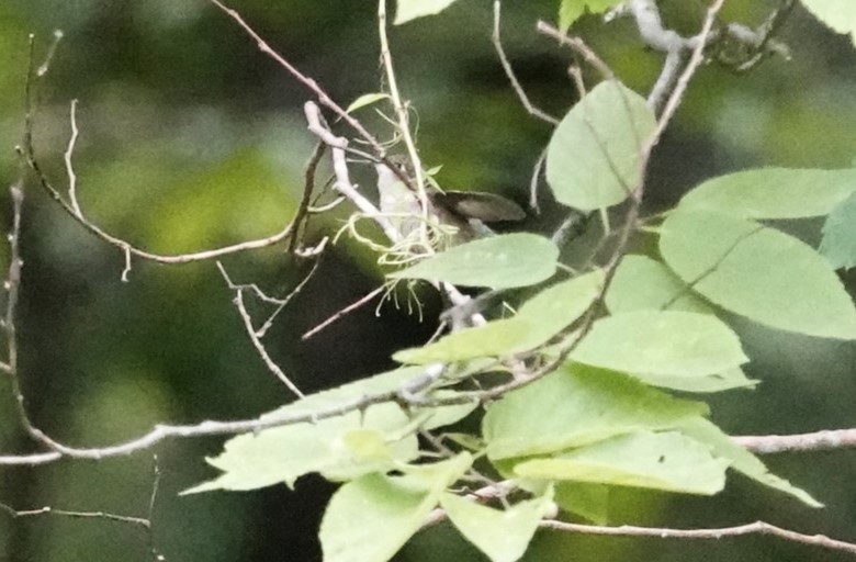 Ruby-throated Hummingbird - ML621378507