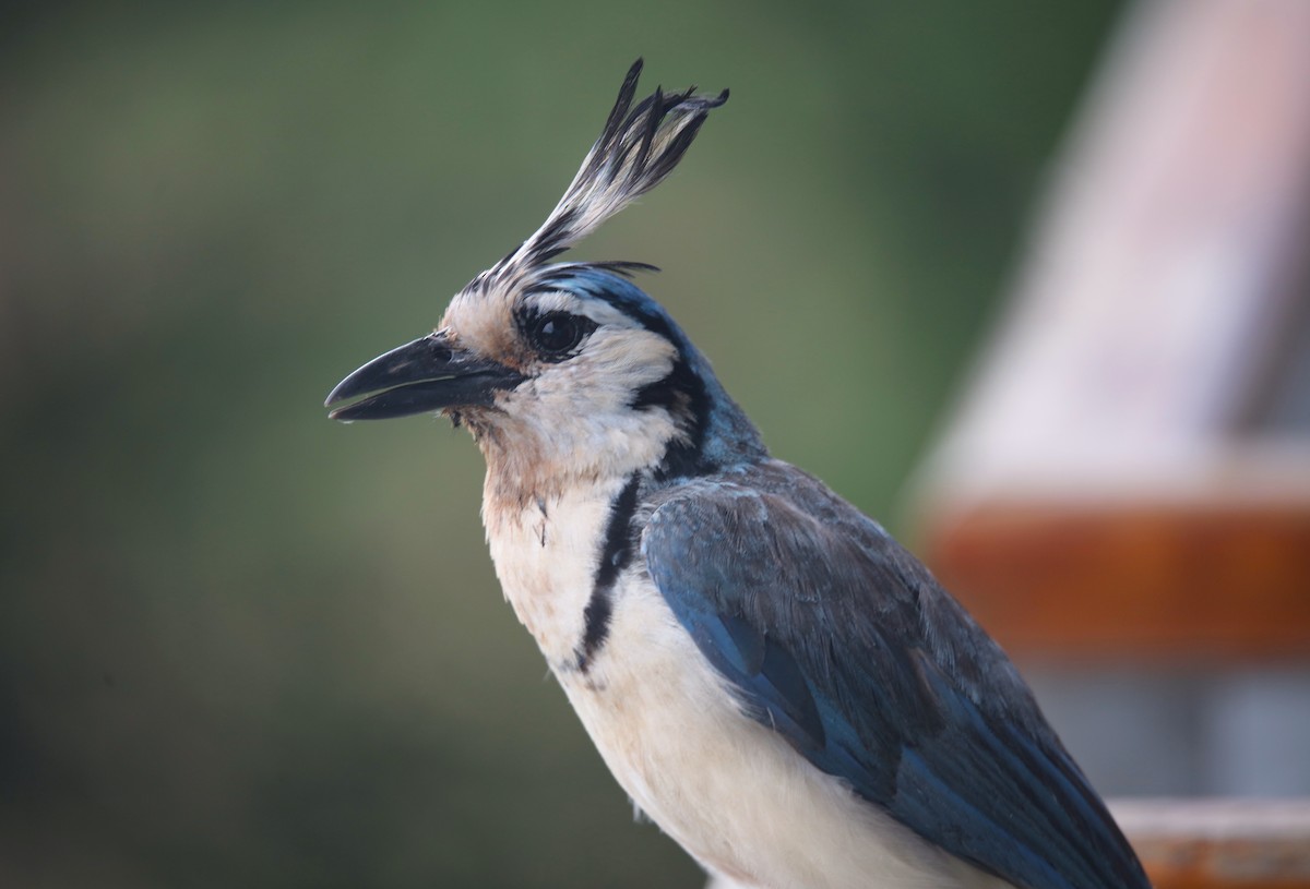 White-throated Magpie-Jay - ML621378525