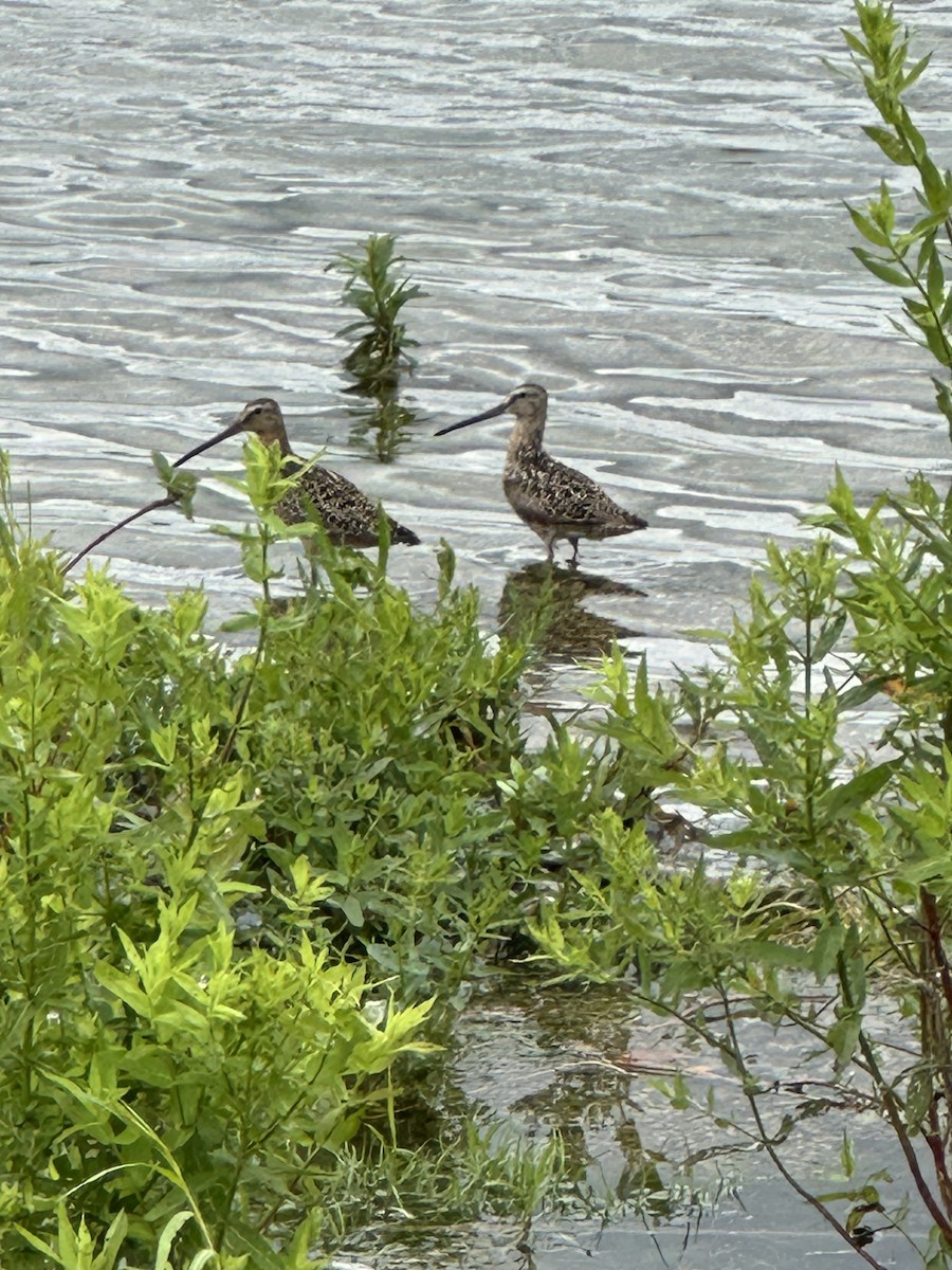 Short-billed Dowitcher - ML621378551