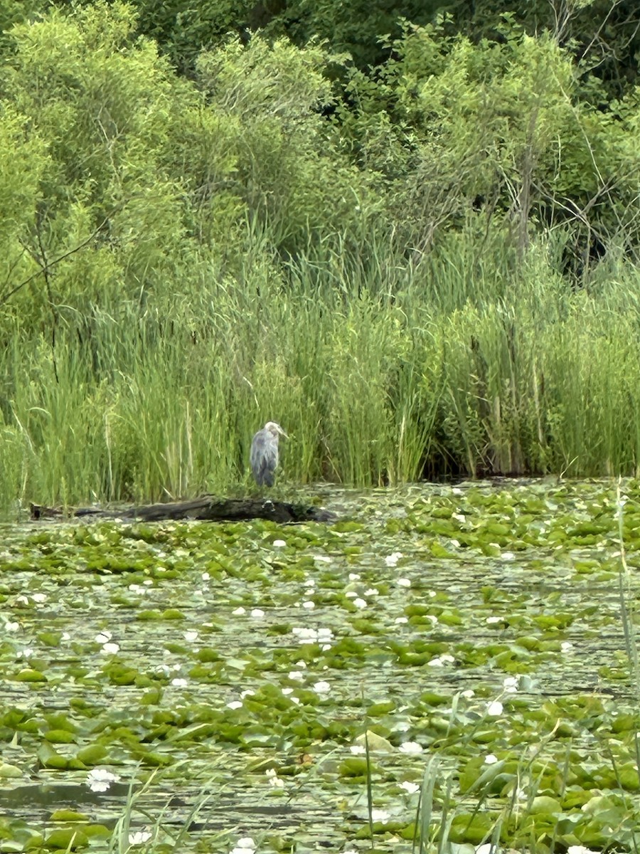 Great Blue Heron - ML621378561