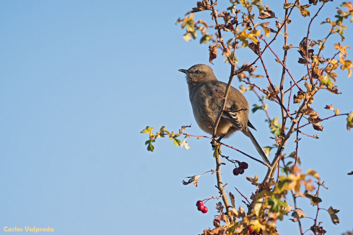 Patagonian Mockingbird - Carlos Valpreda