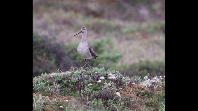 břehouš rudý - ML621378574