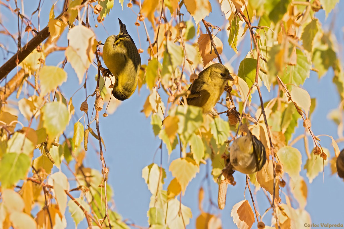 Black-chinned Siskin - Carlos Valpreda