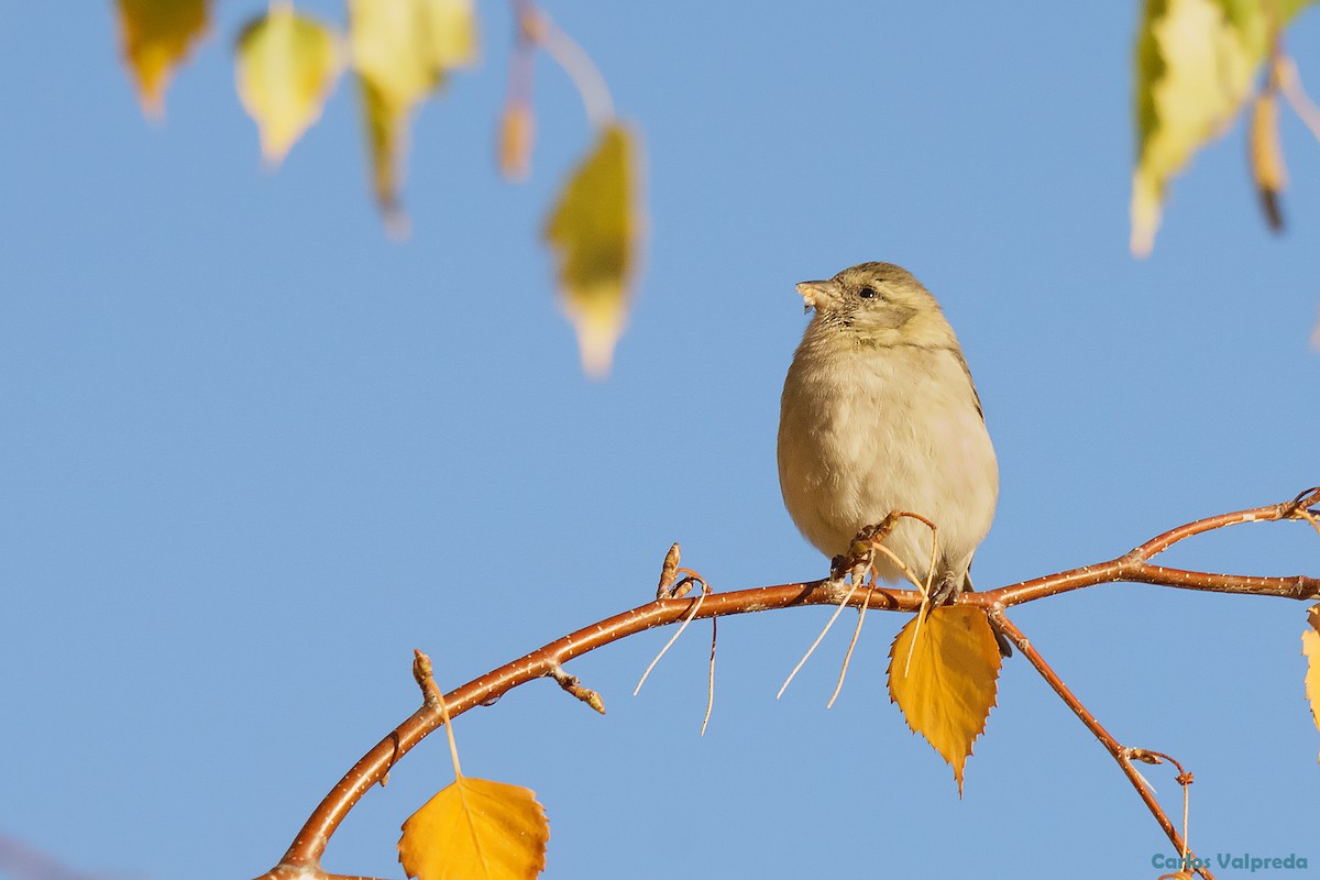 Black-chinned Siskin - Carlos Valpreda