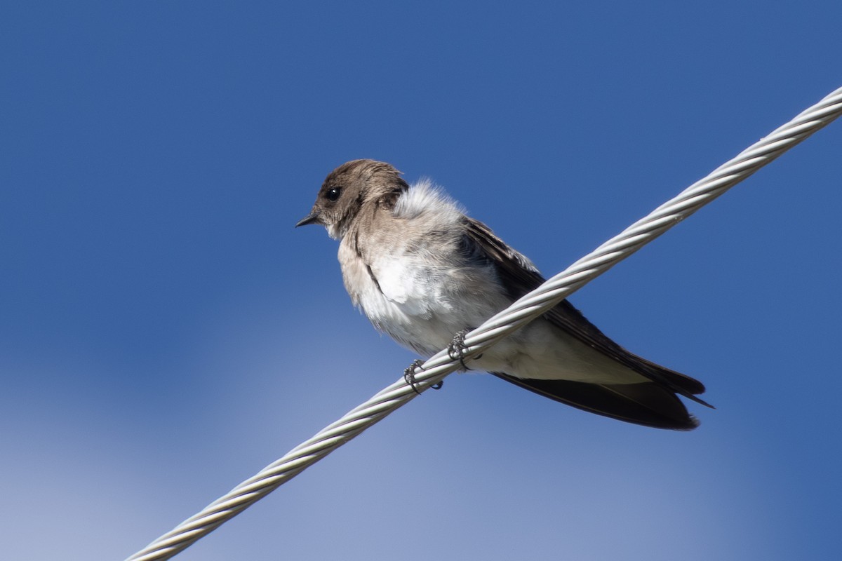 Northern Rough-winged Swallow - ML621378633