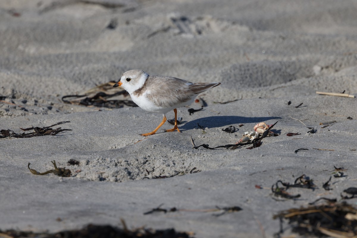 Piping Plover - ML621378634