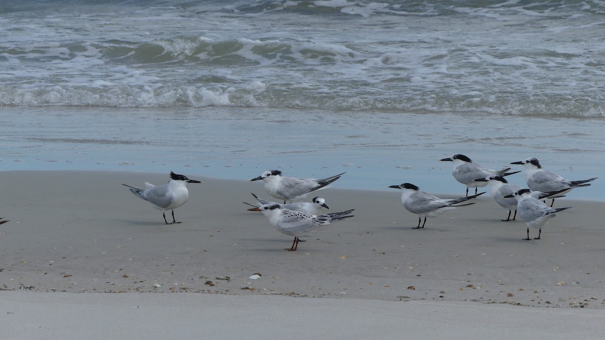 Sandwich Tern - ML621378647