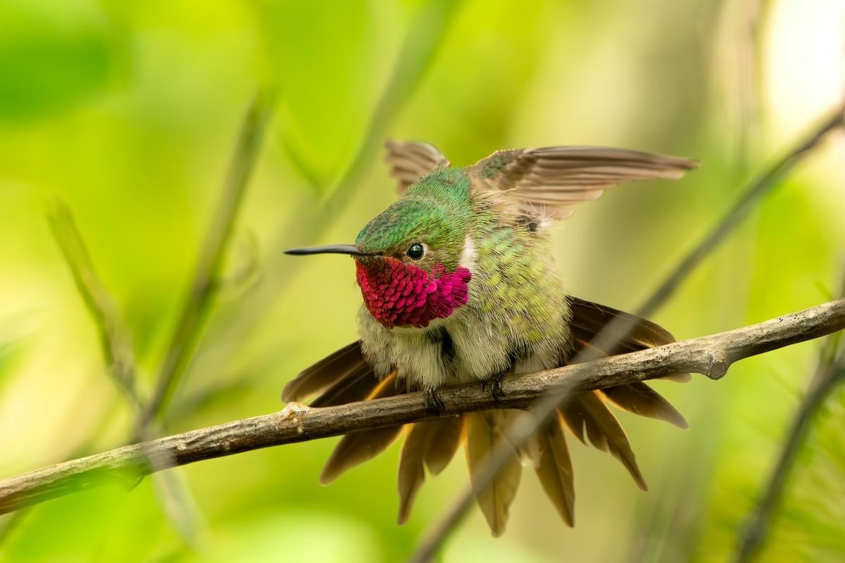 Broad-tailed Hummingbird - ML621378665