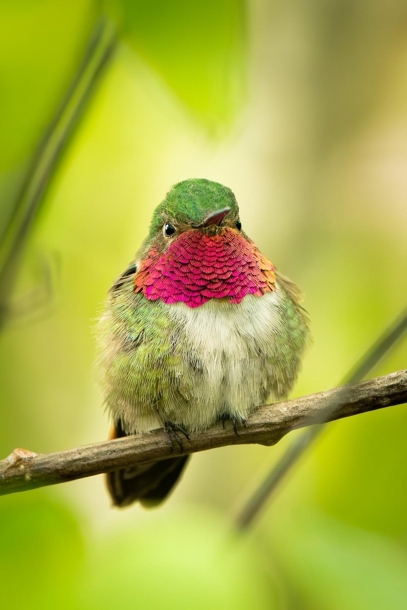 Broad-tailed Hummingbird - ML621378666