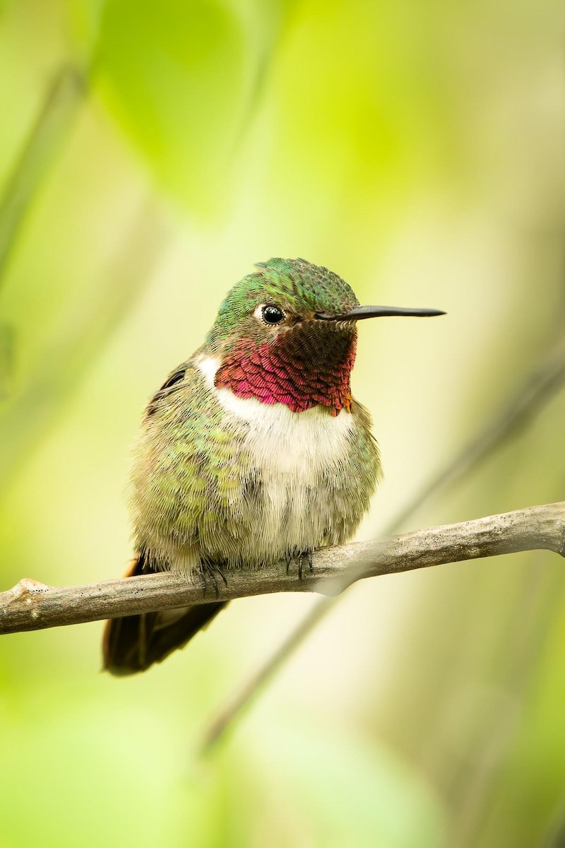Broad-tailed Hummingbird - ML621378667