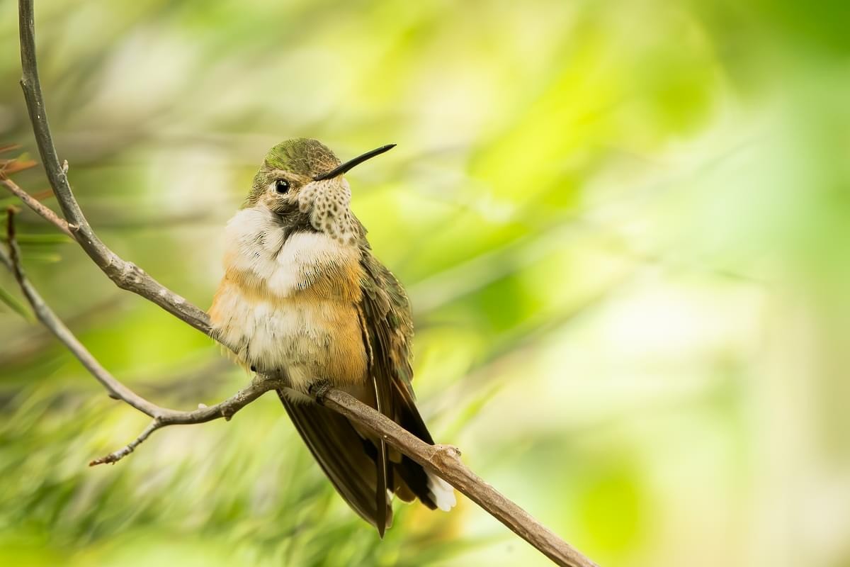 Broad-tailed Hummingbird - ML621378669