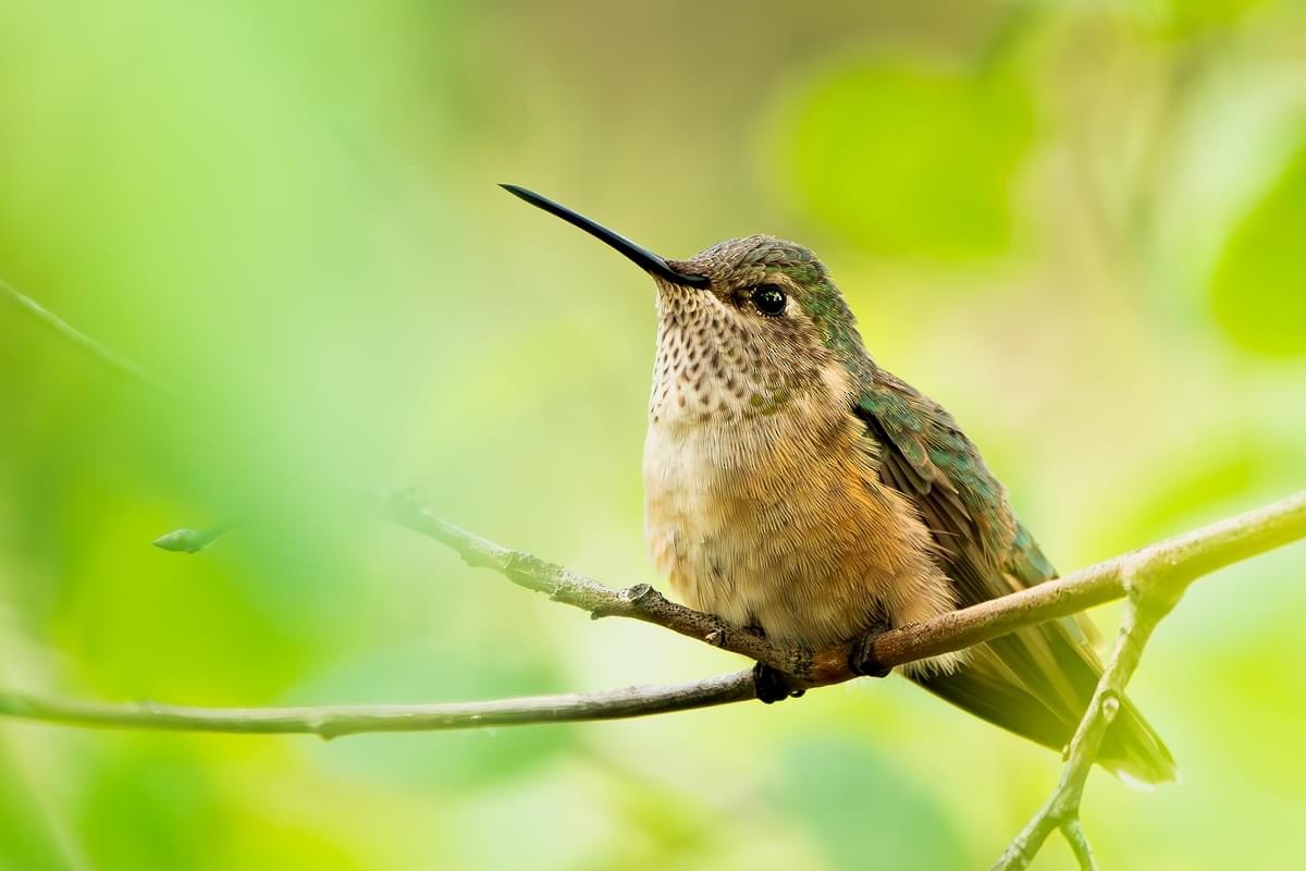 Broad-tailed Hummingbird - ML621378670