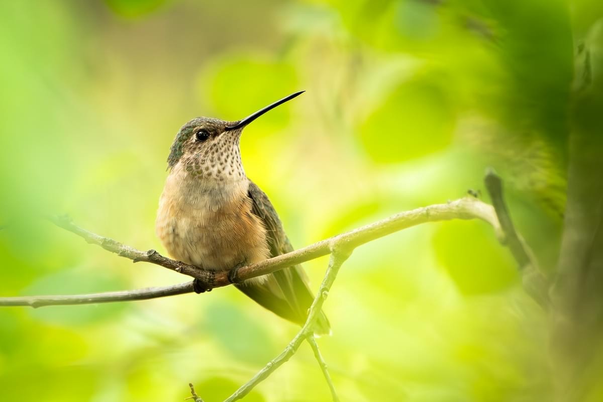 Broad-tailed Hummingbird - ML621378672