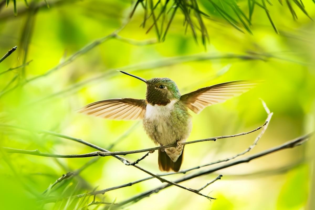Broad-tailed Hummingbird - ML621378673
