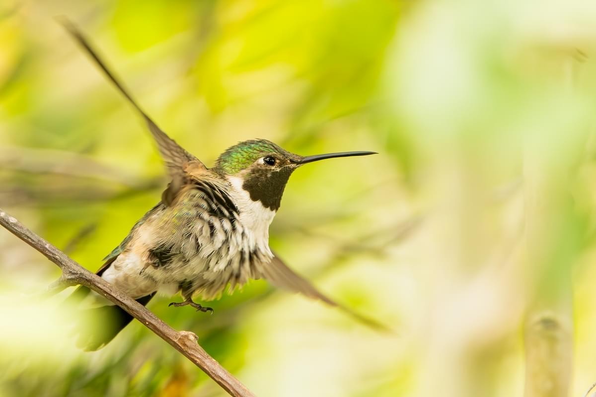 Broad-tailed Hummingbird - ML621378674