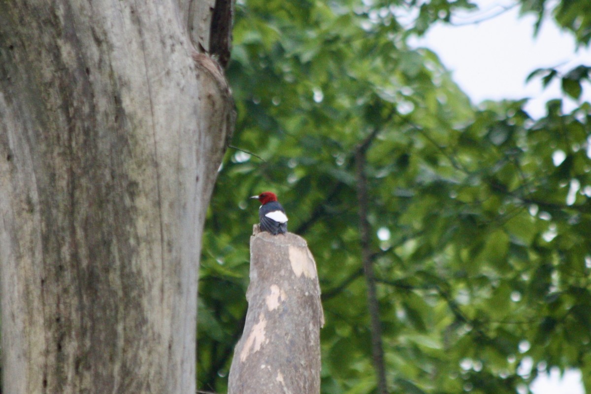 Red-headed Woodpecker - ML621378717