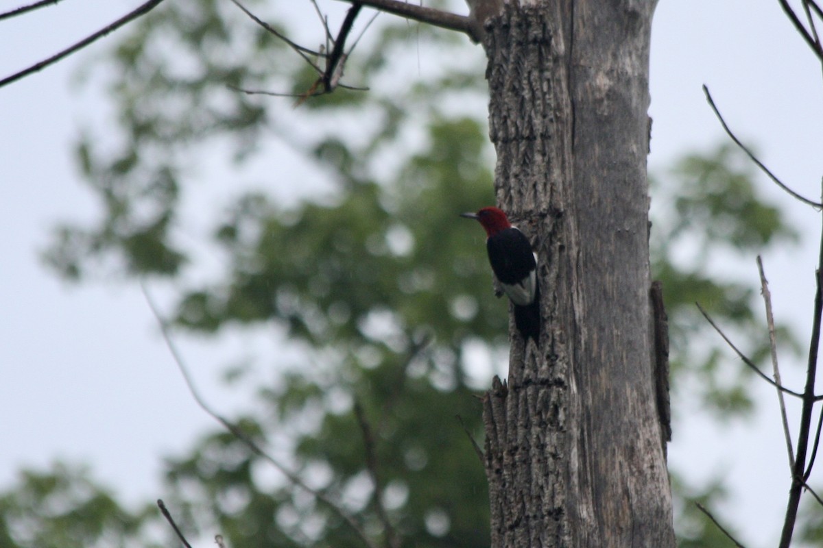 Red-headed Woodpecker - ML621378719