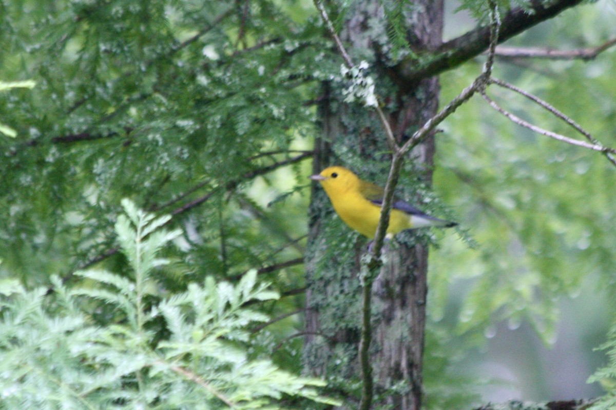 Prothonotary Warbler - ML621378736
