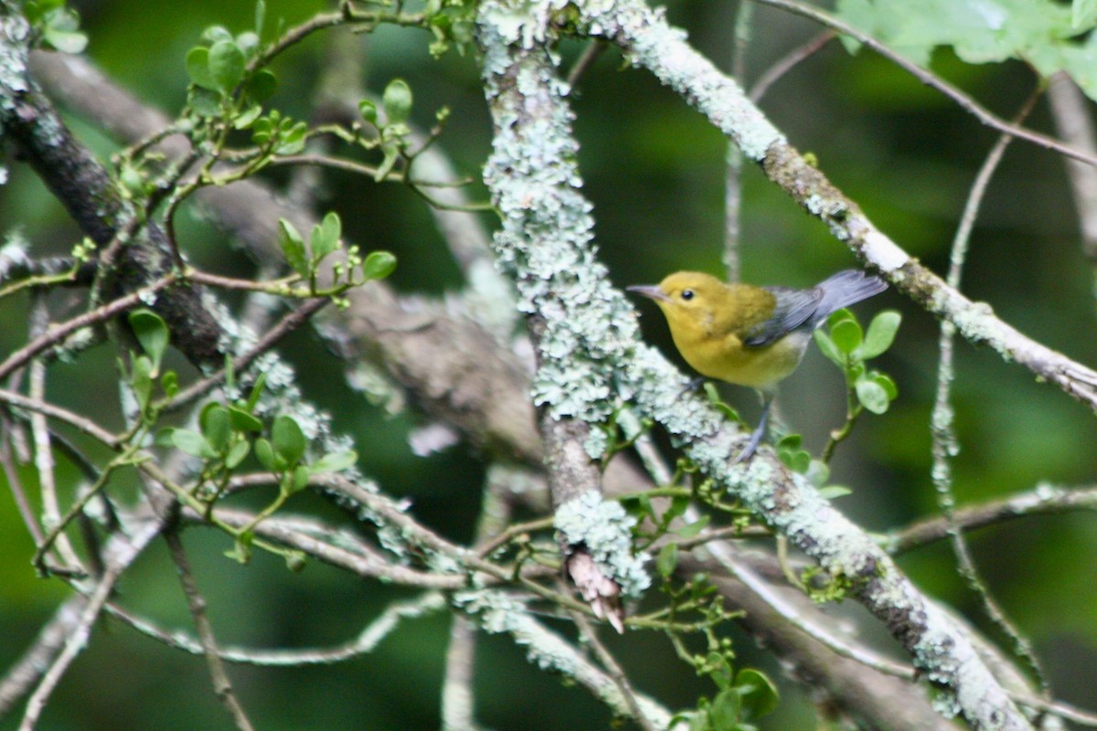 Prothonotary Warbler - ML621378737