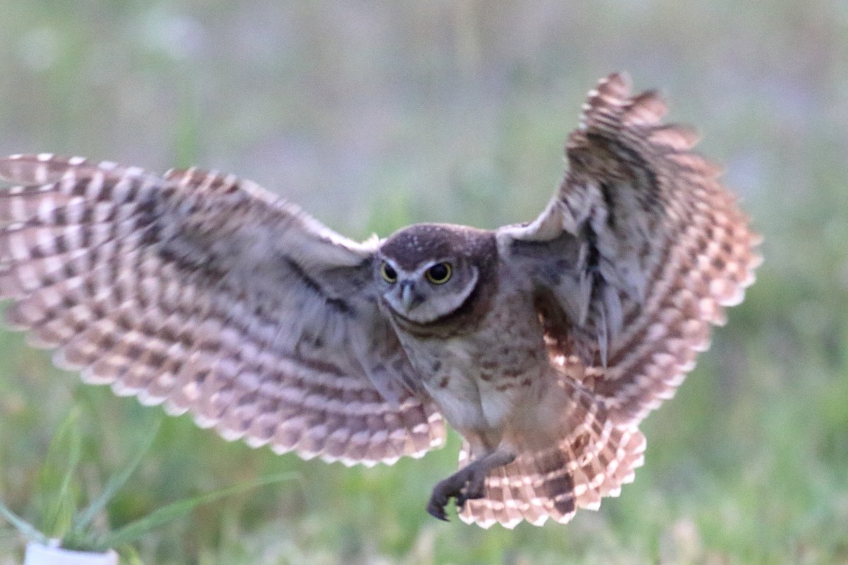 Burrowing Owl - ML621378738
