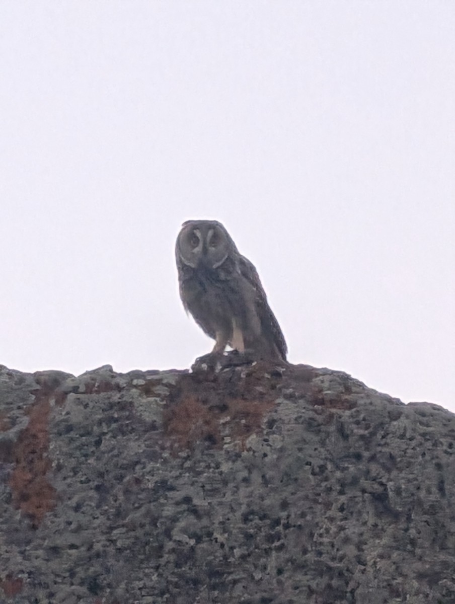 Long-eared Owl - ML621378747