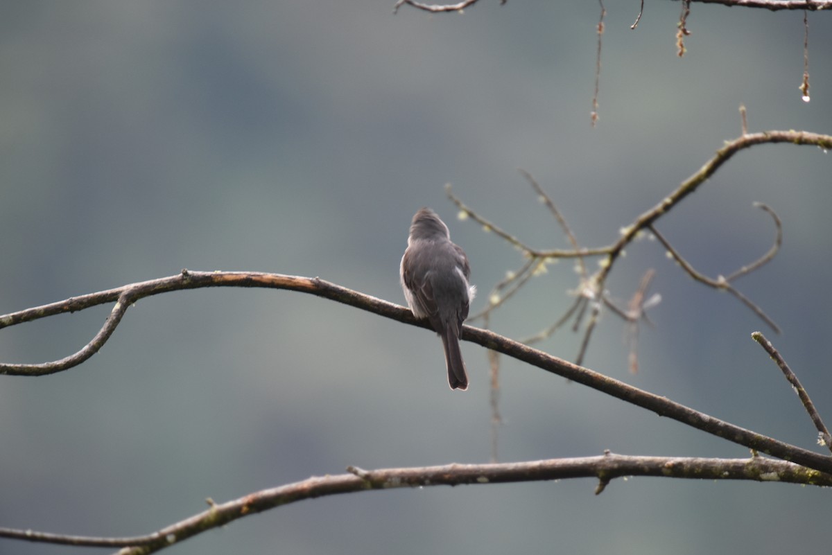 Smoke-colored Pewee - ML621378778