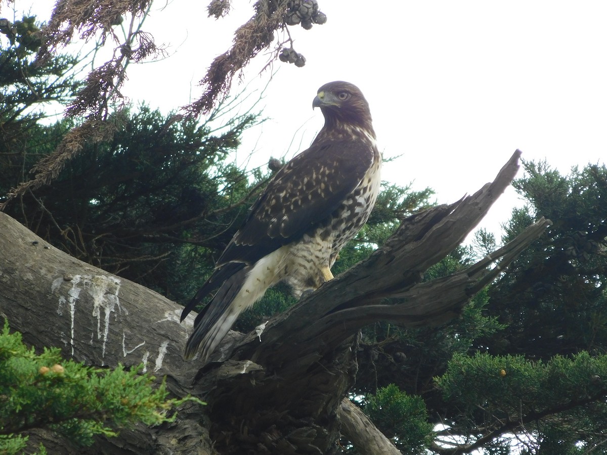 Red-tailed Hawk - ML621378801