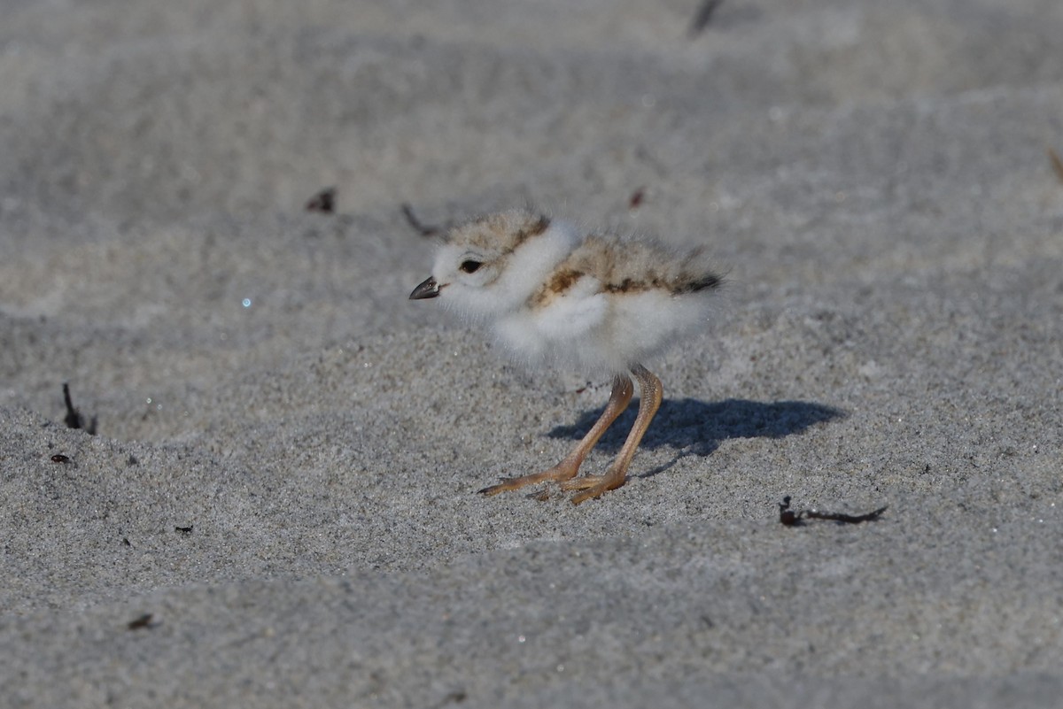 Piping Plover - ML621378815