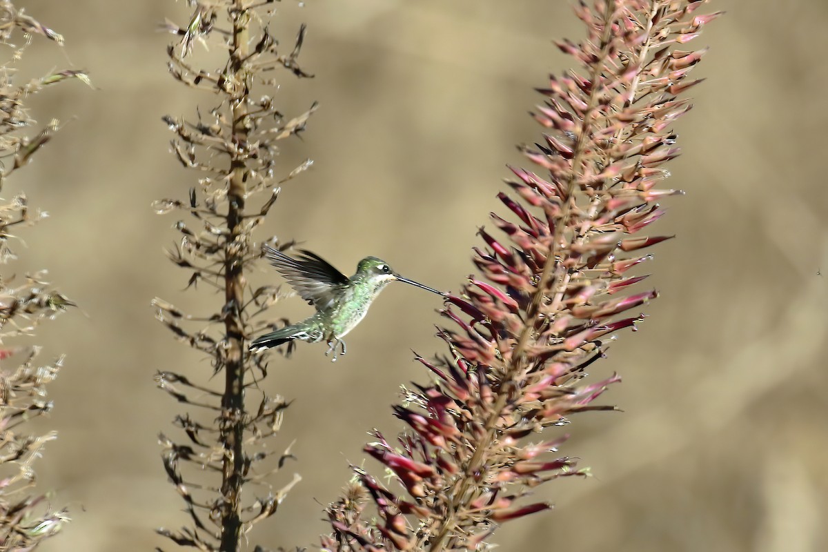 kolibřík fialovolímcový - ML621378843