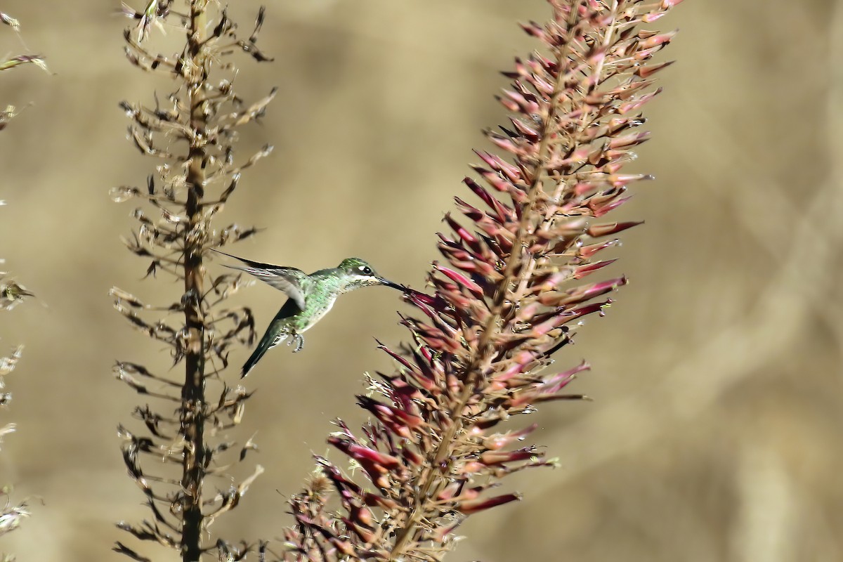 kolibřík fialovolímcový - ML621378844