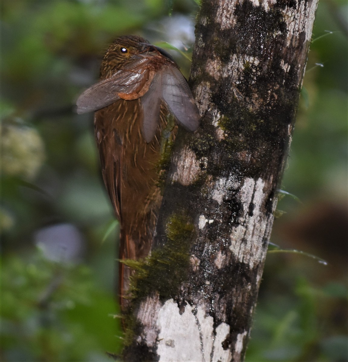 Strong-billed Woodcreeper - ML621378850