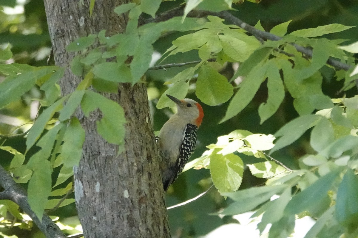 Red-bellied Woodpecker - ML621378855