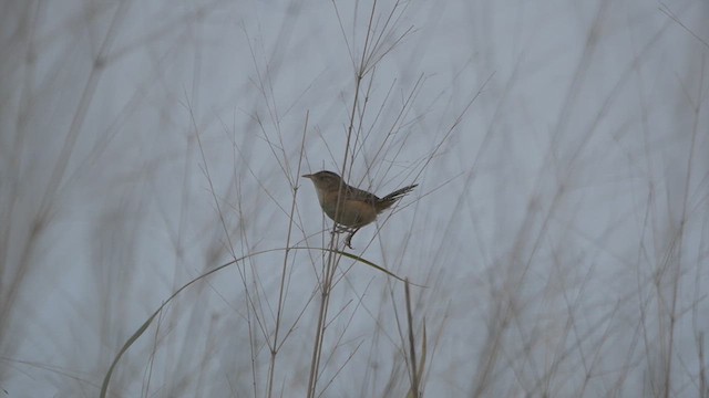 Sedge Wren - ML621378885