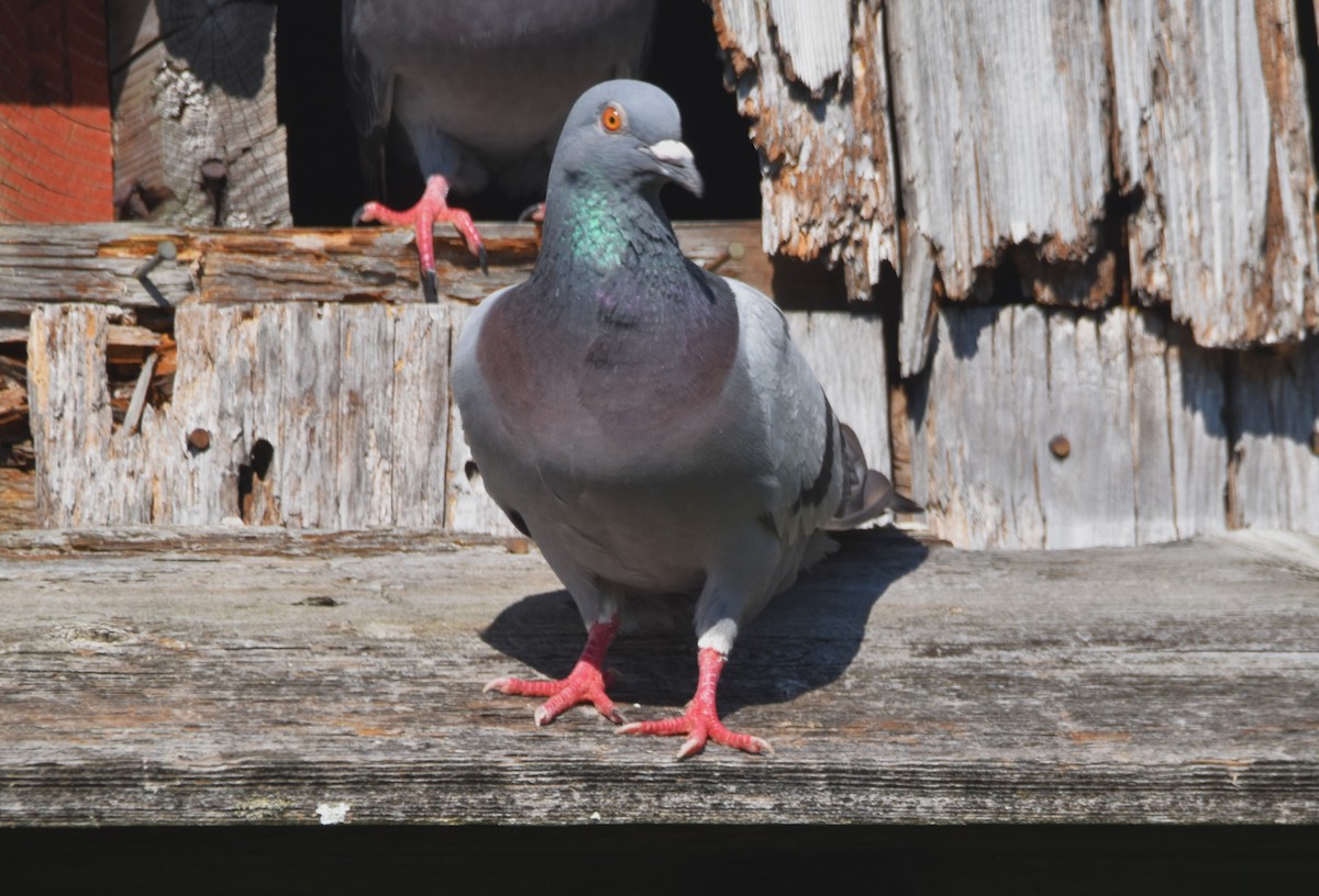 Pigeon biset (forme domestique) - ML621379188