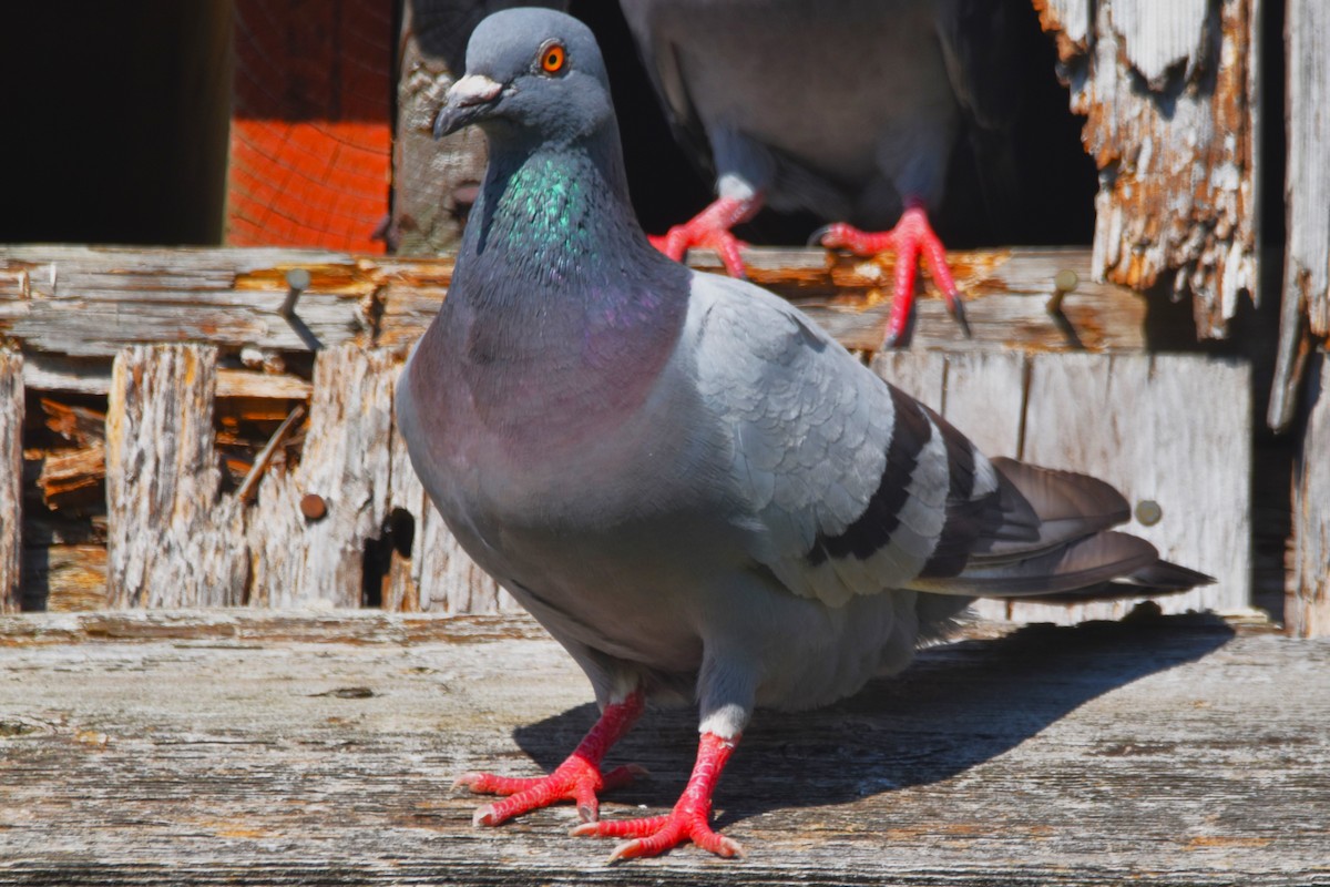 Rock Pigeon (Feral Pigeon) - ML621379189