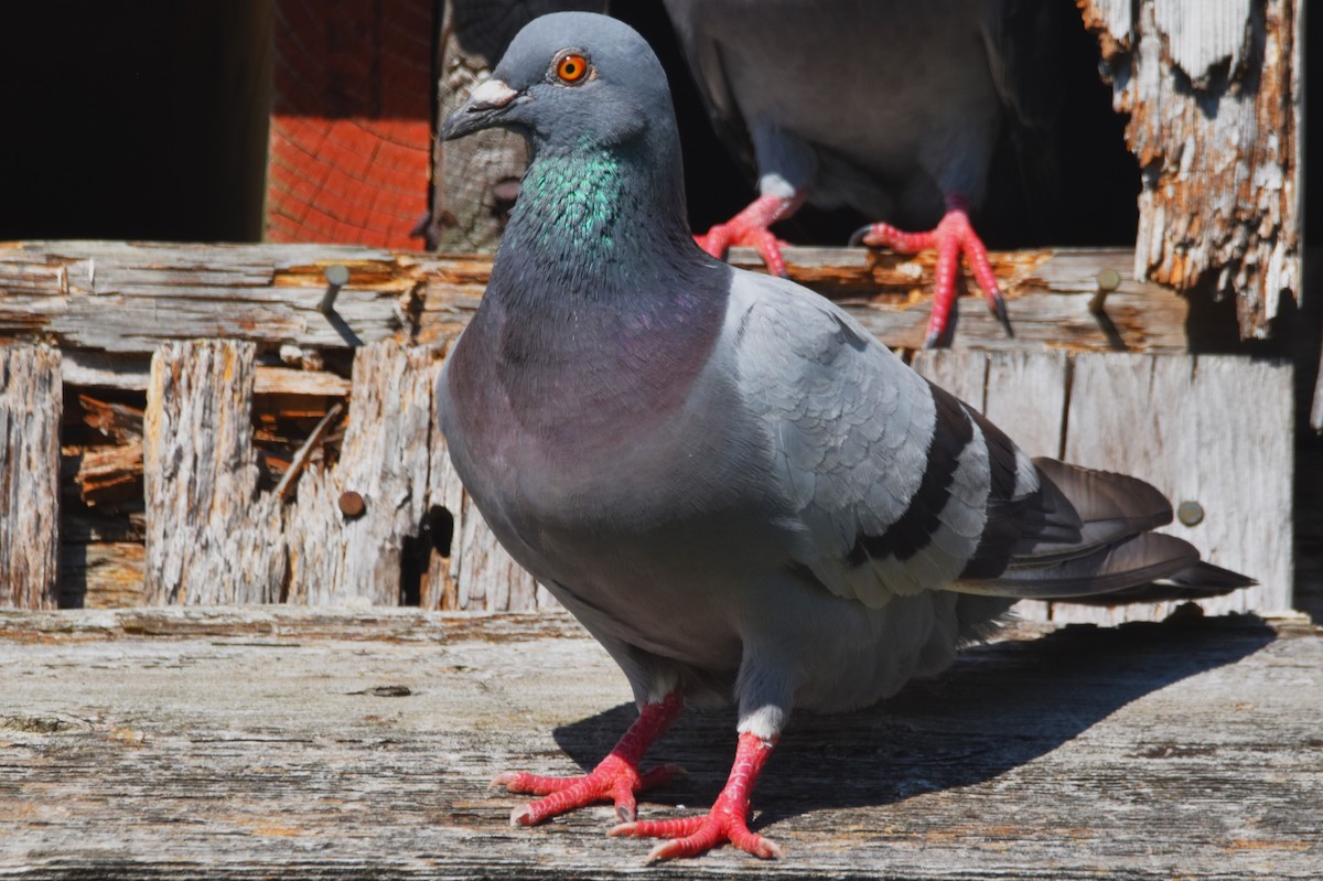 Rock Pigeon (Feral Pigeon) - ML621379190