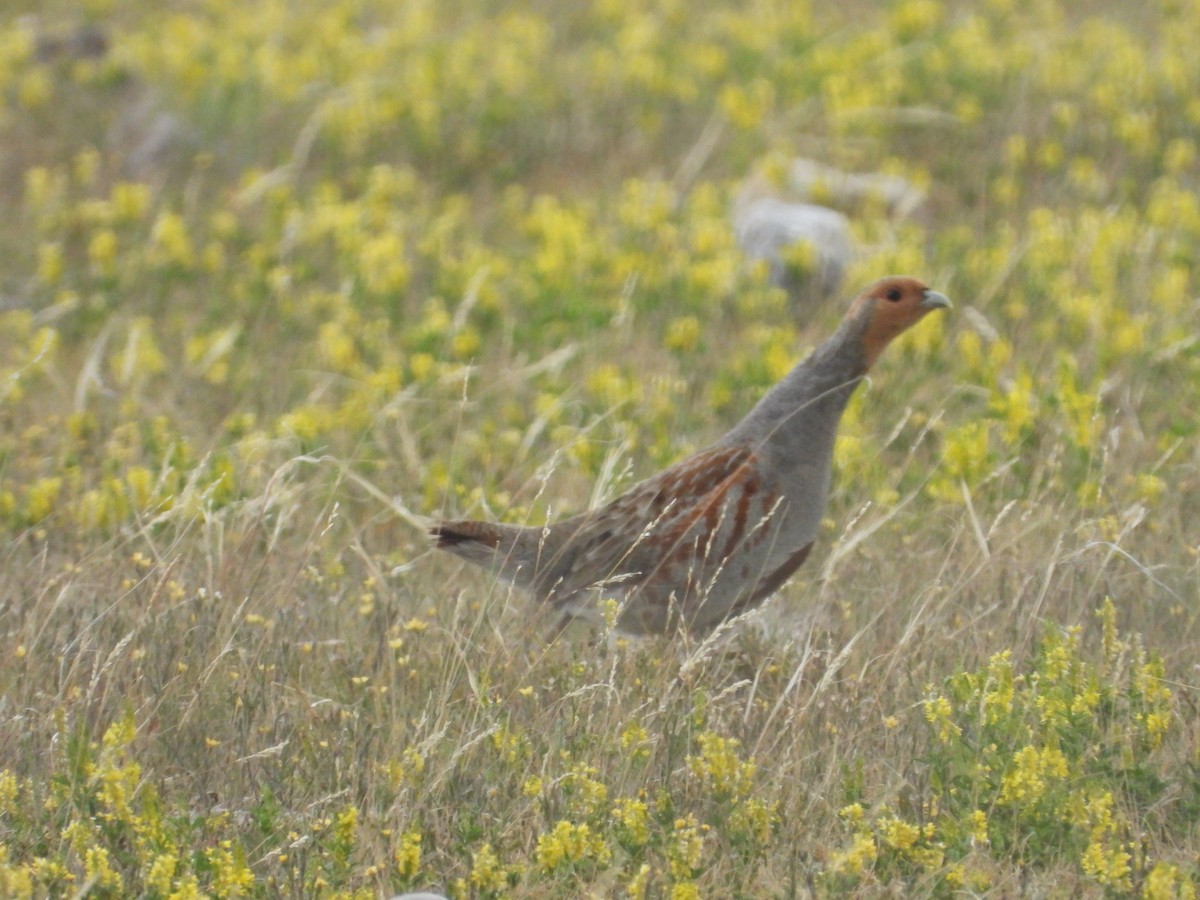 Gray Partridge - Quentin Reiser