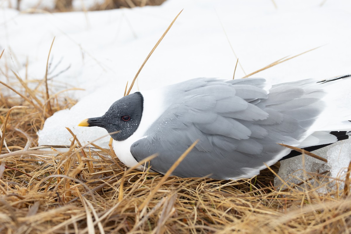 Sabine's Gull - ML621379304