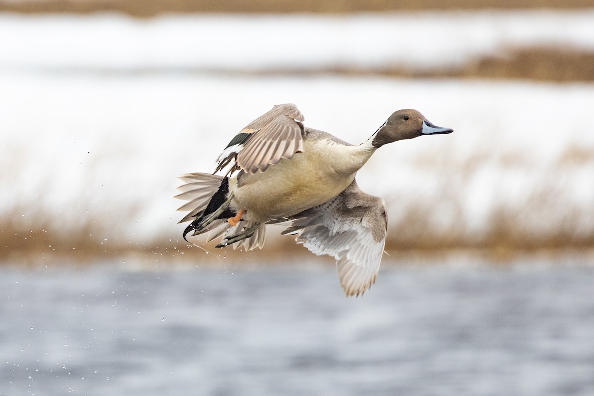 Northern Pintail - ML621379307