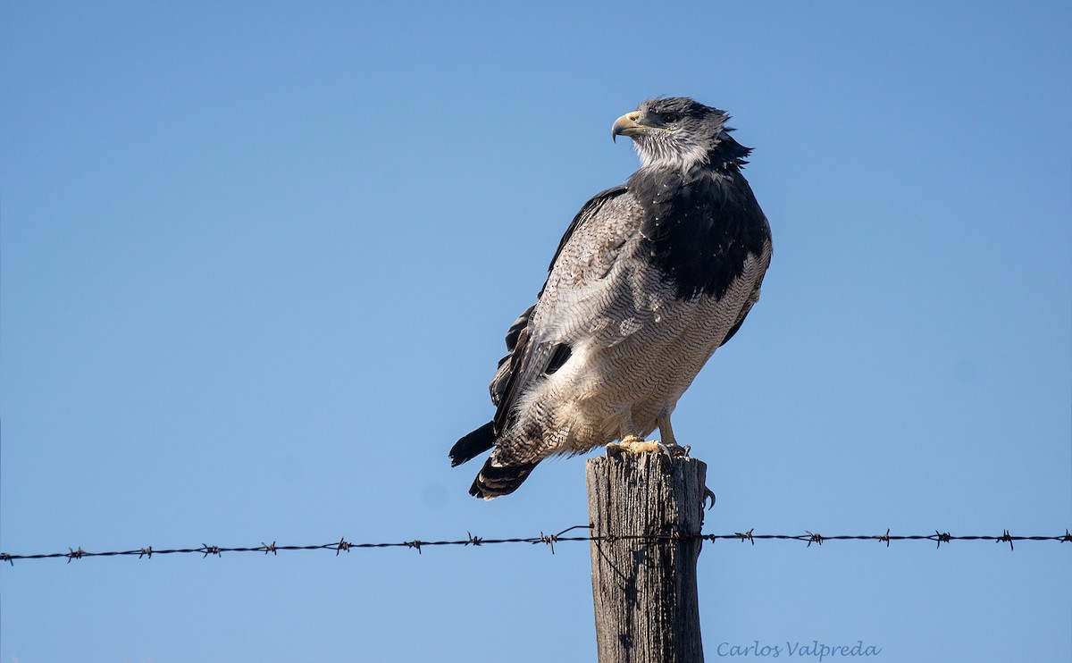 Black-chested Buzzard-Eagle - Carlos Valpreda