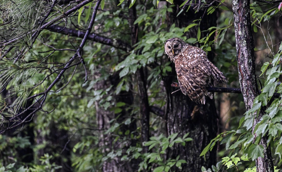 Barred Owl - ML621379341